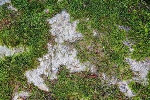 Detailed close up view on a forest ground texture with moss and branches photo