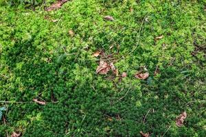 Detailed close up view on a forest ground texture with moss and branches photo
