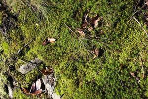 Detailed close up view on a forest ground texture with moss and branches photo