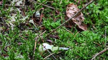 Detailed close up view on a forest ground texture with moss and branches photo