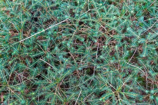 Detailed close up view on a forest ground texture with moss and branches photo