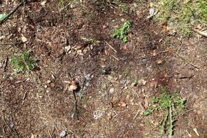 Detailed close up view on a forest ground texture with moss and branches photo