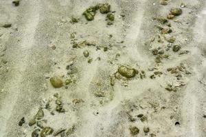 Colorful seabed shots taken at the beaches of the Seychelles islands photo