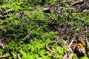 Detailed close up view on a forest ground texture with moss and branches photo