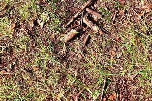 Detailed close up view on a forest ground texture with moss and branches photo