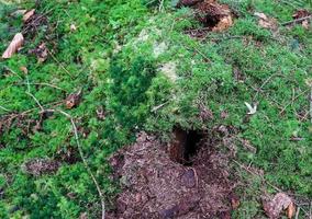 Detailed close up view on a forest ground texture with moss and branches photo