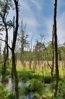 Beautiful view into a dense green forest with bright sunlight casting deep shadow photo