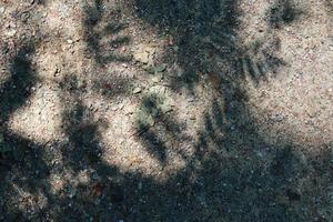 Detailed close up view on a forest ground texture with moss and branches photo