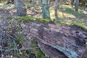 Detailed close up view on a forest ground texture with moss and branches photo