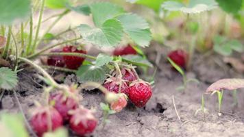 A bush with ripe red strawberries in a summer garden. Natural cultivation of berries on the farm. Ripe organic strawberry bush in the garden close-up. Cultivation of a crop of natural strawberries.