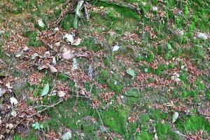 Detailed close up view on a forest ground texture with moss and branches photo