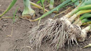 jong knoflook met wortels aan het liegen Aan tuin bodem. verzameling van lyubasha knoflook in de tuin. agrarisch veld- van knoflook fabriek. vers geplukt groenten, biologisch landbouw concept. biologisch knoflook. video