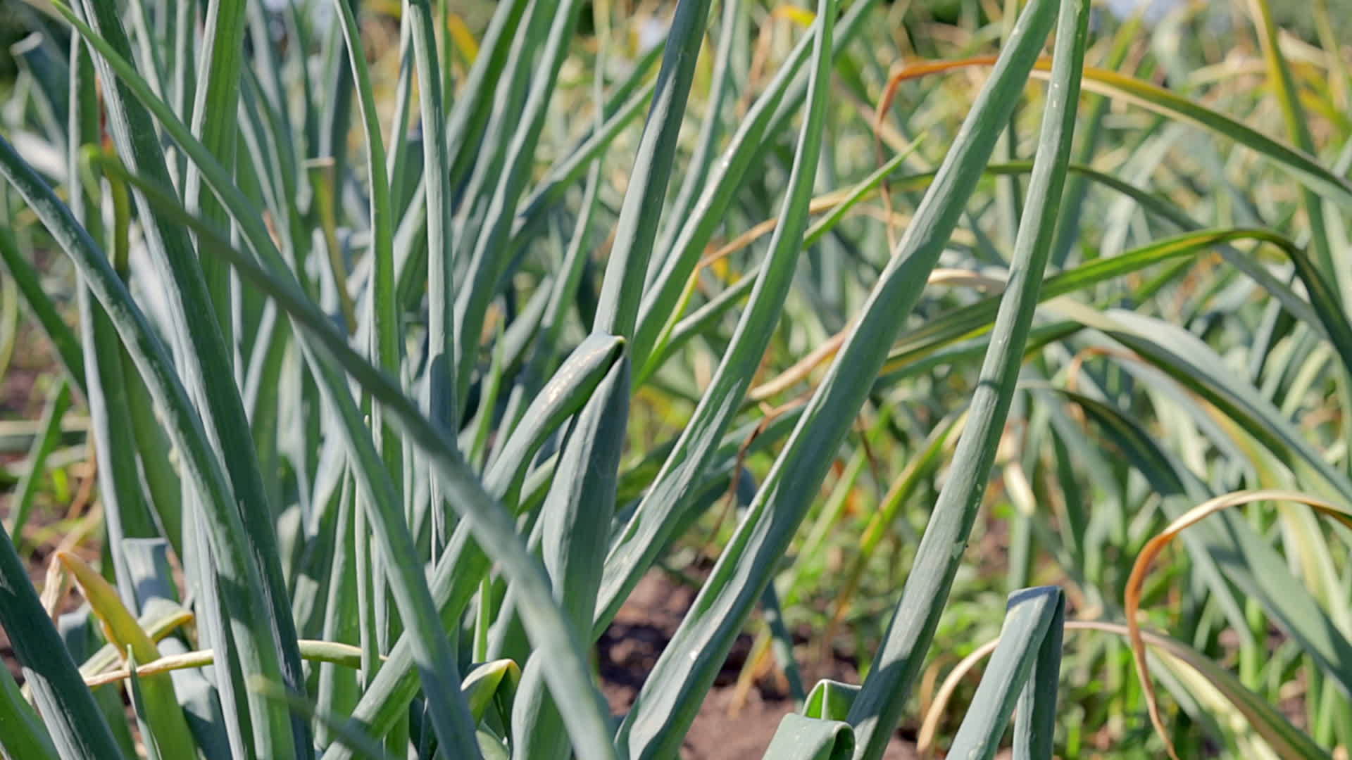 Garlic field in the landscape. Organic garlic grown in the countryside