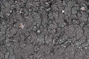 Detailed view on asphalt surfaces of different streets and roads with cracks photo