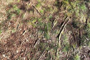 Detailed close up view on a forest ground texture with moss and branches photo