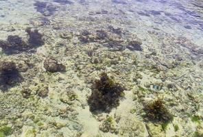 fotos coloridas del fondo marino tomadas en las playas de las islas seychelles