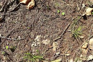 Detailed close up view on a forest ground texture with moss and branches photo