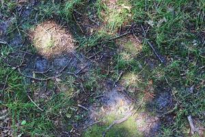 Detailed close up view on a forest ground texture with moss and branches photo