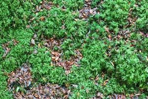 Detailed close up view on a forest ground texture with moss and branches photo