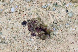 Colorful seabed shots taken at the beaches of the Seychelles islands photo