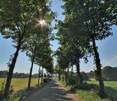 Beautiful view into a dense green forest with bright sunlight casting deep shadow photo