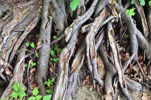 Detailed close up view on a forest ground texture with moss and branches photo