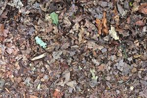 vista detallada de cerca en una textura de suelo forestal con musgo y ramas foto