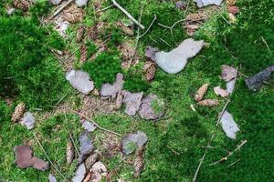 Detailed close up view on a forest ground texture with moss and branches photo
