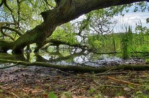 Beautiful view into a dense green forest with bright sunlight casting deep shadow photo