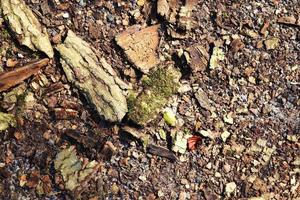 Detailed close up view on a forest ground texture with moss and branches photo