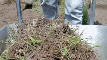 uma jardineira feminina enche um carrinho de mão de metal cinza com terra ou composto. limpeza sazonal do jardim antes do outono ao ar livre no quintal. um monociclo de metal cheio de ervas daninhas e galhos. video