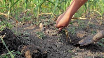 o alho é escavado do solo com uma pá. cultivo de alho. coleção de alho. trabalho agrícola, colheita. cavar o alho do solo no jardim. mulher agricultora cava. tiro de close-up. video