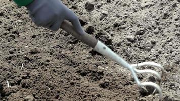 Eine Frau reinigt das Unkraut im Garten. Frühjahrsputz auf dem Bauernhof. Unkraut jäten. Blick auf die Hand einer Frau, die an einem heißen Sommertag Unkraut im Garten hackt, Bodenvorbereitung. video