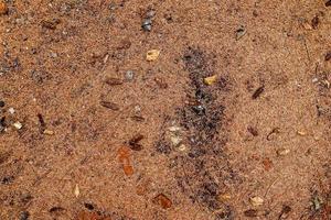 vista detallada de cerca en una textura de suelo forestal con musgo y ramas foto