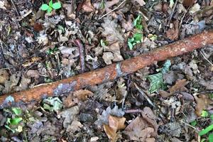 vista detallada de cerca en una textura de suelo forestal con musgo y ramas foto