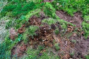 Detailed close up view on a forest ground texture with moss and branches photo