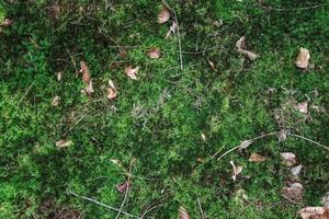 Detailed close up view on a forest ground texture with moss and branches photo