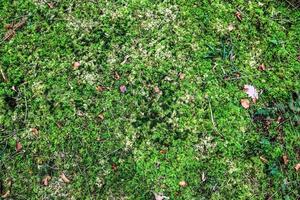 Detailed close up view on a forest ground texture with moss and branches photo