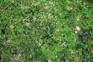 Detailed close up view on a forest ground texture with moss and branches photo