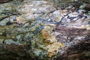 vista detallada de cerca en una textura de suelo forestal con musgo y ramas foto