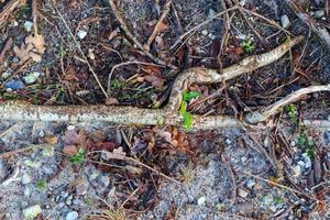 Detailed close up view on a forest ground texture with moss and branches photo