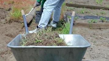 una jardinera de granja llena una carretilla de metal gris con tierra o compost. limpieza de jardines de temporada antes del otoño al aire libre en el patio trasero. un monociclo de metal lleno de malas hierbas y ramas. video