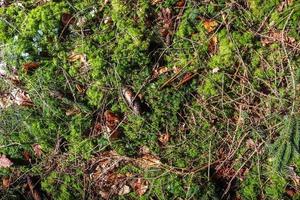 Detailed close up view on a forest ground texture with moss and branches photo