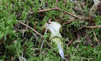 Detailed close up view on a forest ground texture with moss and branches photo