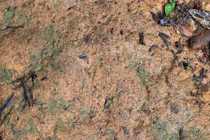 Detailed close up view on a forest ground texture with moss and branches photo