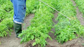 A farmer applying insecticides to his potato crop. The use of chemicals in agriculture. Fight against fungal infections and insects. A man sprays pesticides on a potato plantation with a hand sprayer. video