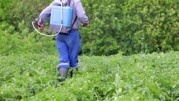 A farmer applying insecticides to his potato crop. The use of chemicals in agriculture. Fight against fungal infections and insects. A man sprays pesticides on a potato plantation with a hand sprayer. video