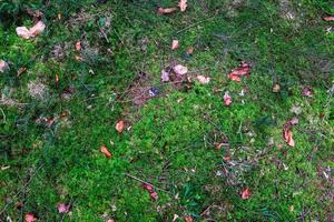 Detailed close up view on a forest ground texture with moss and branches photo