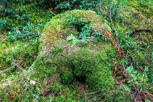 Detailed close up view on a forest ground texture with moss and branches photo