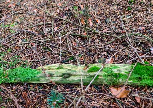 Detailed close up view on a forest ground texture with moss and branches photo